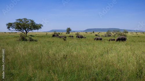 A herd of elephants crosses the savannah in Serengeti, Tanzania.