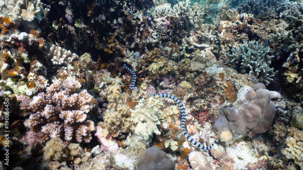 Sea snake on coral reef. Banded Sea Snake underwater.Wonderful and beautiful underwater world. Diving and snorkeling in the tropical sea. Sea snake on coral reef. Banded Sea Snake underwater.Wonderful and beautiful underwater world. Diving and snorkeling in the tropical sea.