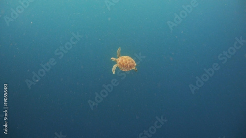 Sea turtle swimming underwater in the sea. Turtle moves its flippers in the ocean under water in the rays of the sun. Wonderful and beautiful underwater world. Diving and snorkeling the tropical sea