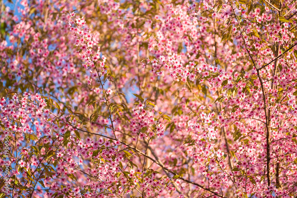 Beautiful pink cherry blossom soft focus.Vivid color of Cherry Blossom or pink Sakura flower flowering once a year at Pu lom lo Thailand. Beautiful pink cherry blossom soft focus.Vivid color of Cherry Blossom or pink Sakura flower flowering once a year at Pu lom lo Thailand.