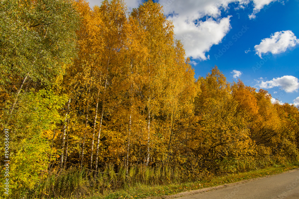 Naklejka premium Beautiful autumn trees, on a sunny day