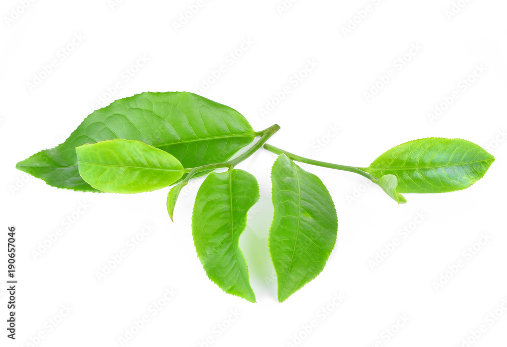 Obraz premium green tea leaf isolated on white background