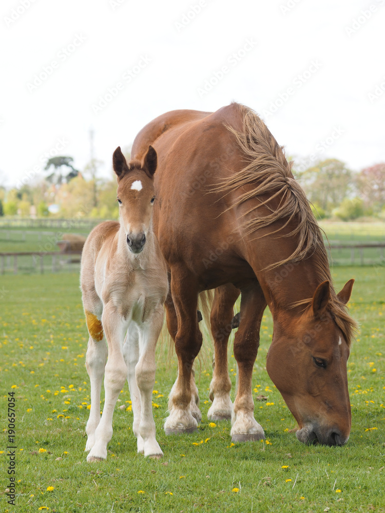Fototapeta premium Mare and Foal