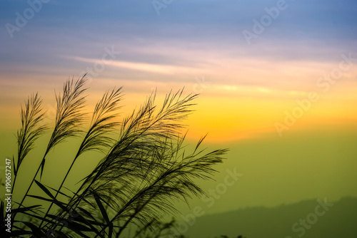 Silhouette of grass on sky in the Background.The rising sun with a grass.Thailand.