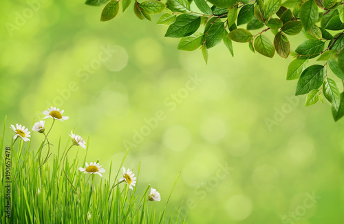 Green blurred background with daisy flowers, grass and spring branches