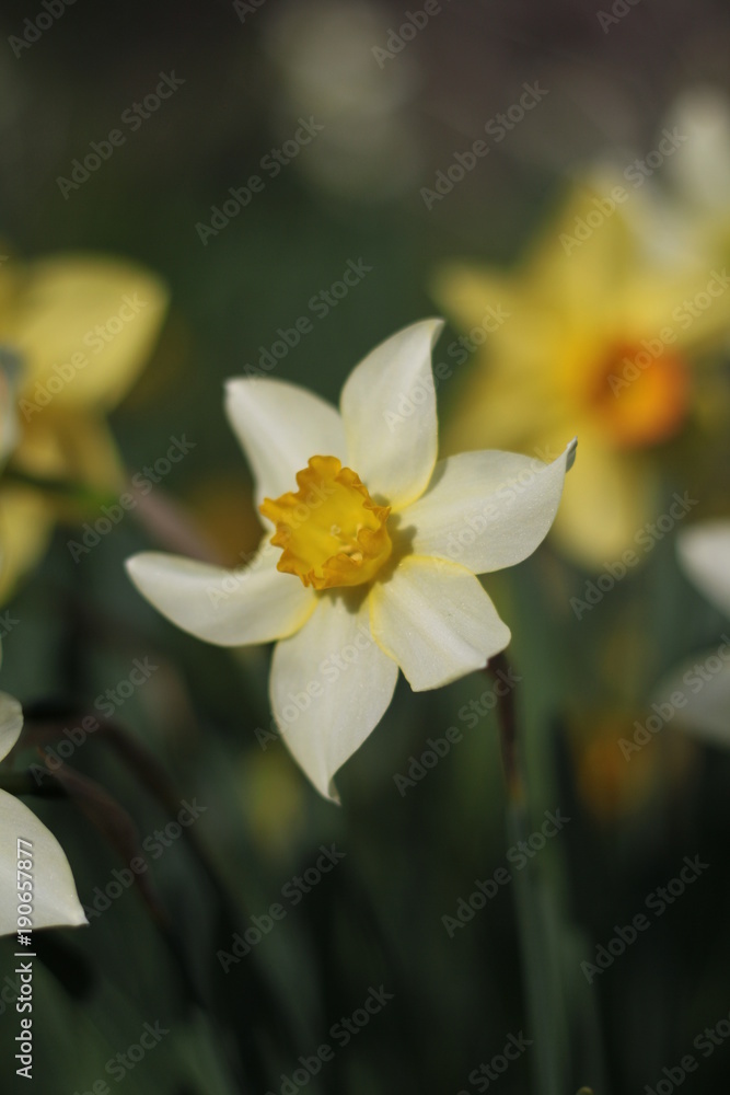 Fototapeta premium White and yellow daffodils close up. With blurred natural green background and copy space.
