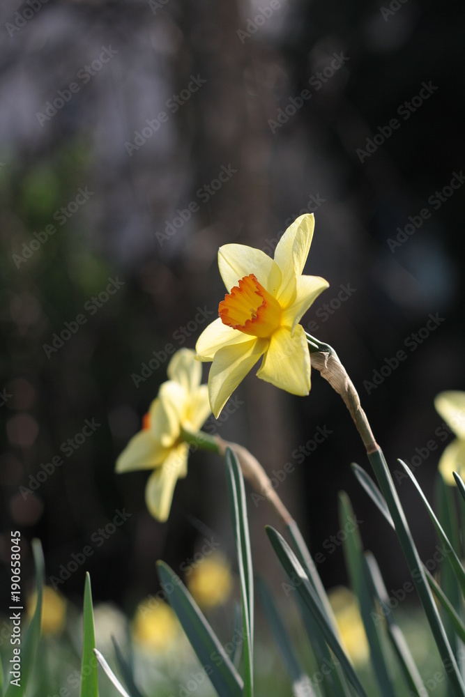 Obraz premium Yellow daffodils close up, vertical shot.