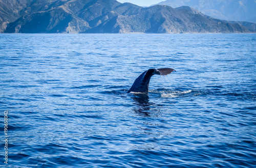 Whale in Kaikoura bay, New Zealand