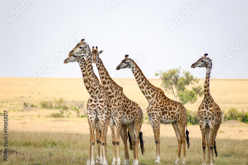 Flock of giraffes right facing a group of lions in the savannah of Maasai Mara Park in northwestern Kenya