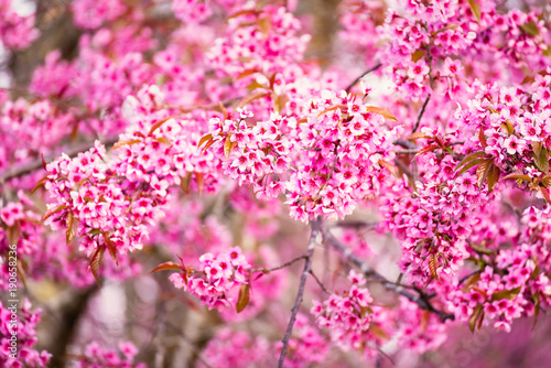 Beautiful pink cherry blossom soft focus.Vivid color of Cherry Blossom or pink Sakura flower flowering once a year at Pu lom lo Thailand.