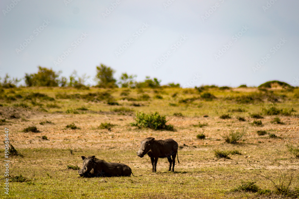 Warthogs motionless in the savannah of Maasai Mara Park in northwestern Kenya