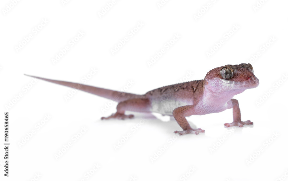 Naklejka premium Lizard isolated on white background
