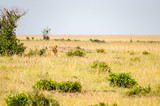 Young lion hidden in the scrub of Maasai Mara Park in North West Kenya