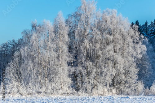 Snowy birch trees in a winter landscape in Sweden 