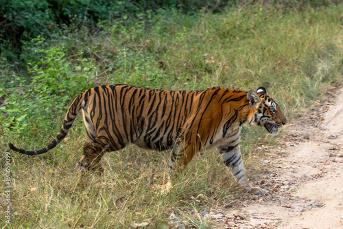 tiger walking in indian forest