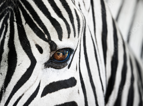 Nahaufnahme des Gesichts eines Zebras