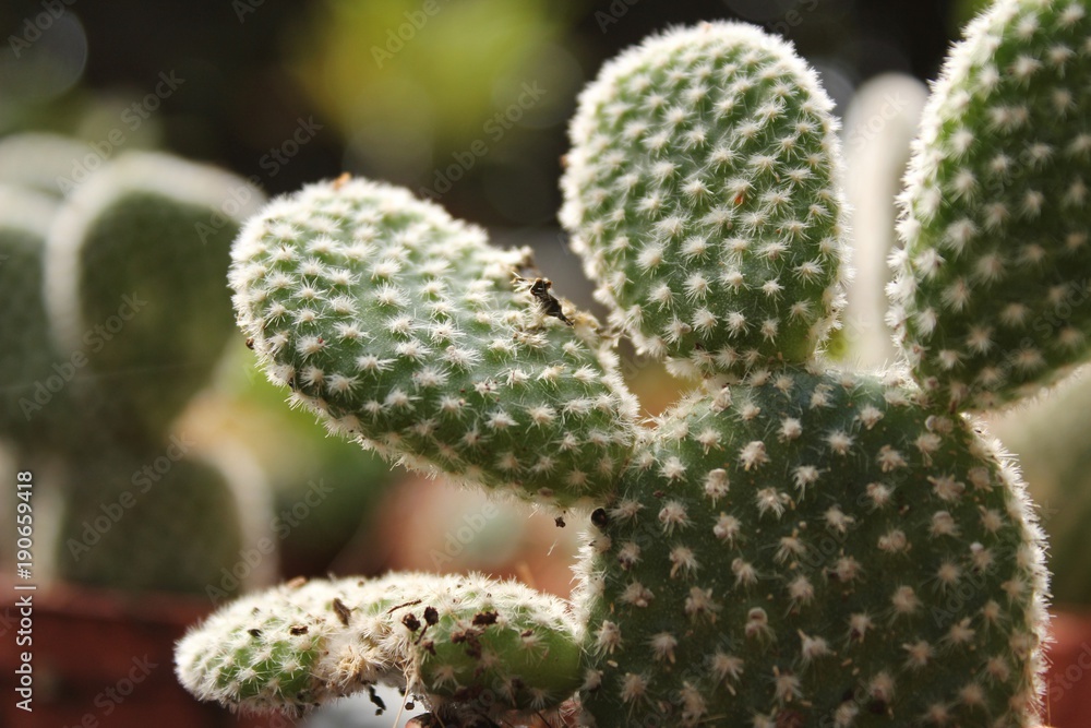 Beautiful and colorful Opuntia Microdasys in the garden Beautiful and colorful Opuntia Microdasys in the garden