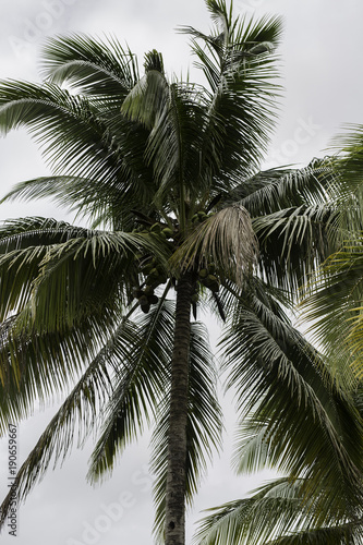 Palm tree full of coconuts