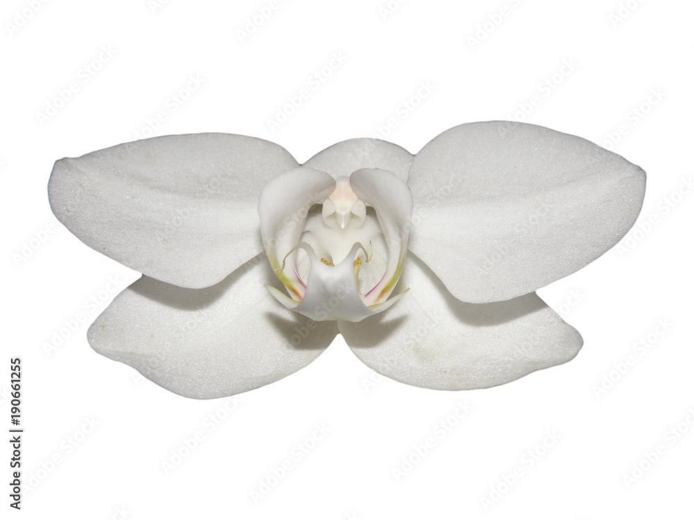 Isolated white orchid flower
