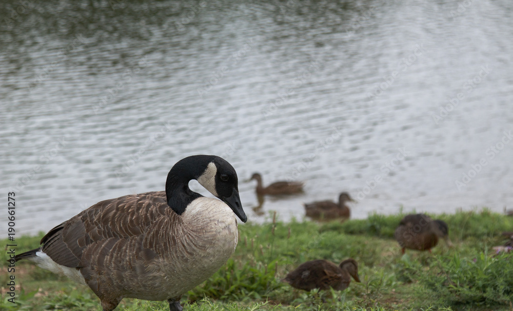 Canadian Goose walking along side the pond