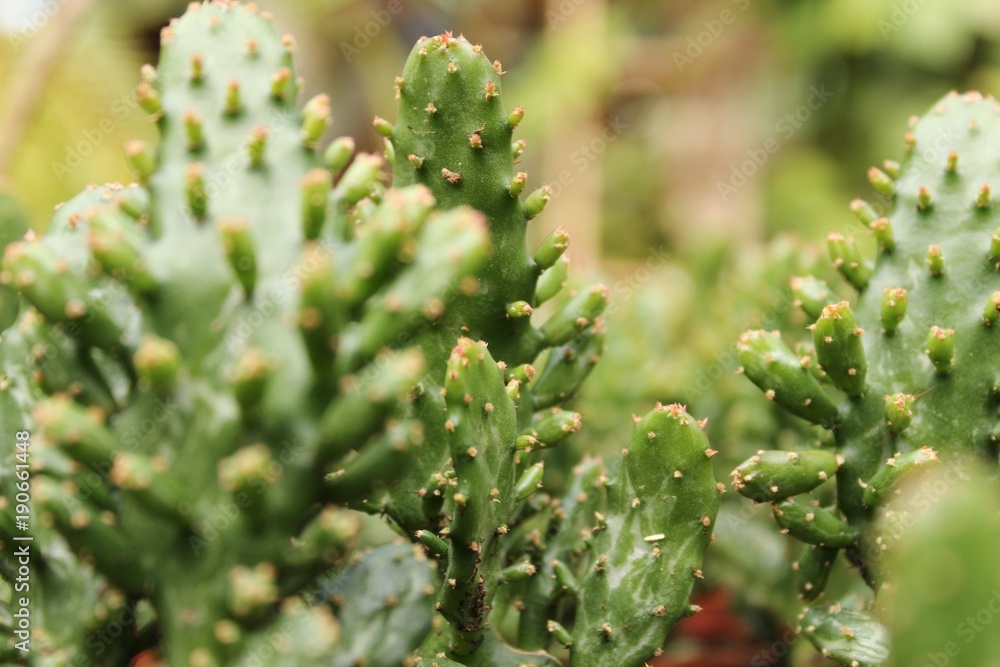 Cactus Euphorbia in the garden Cactus Euphorbia in the garden