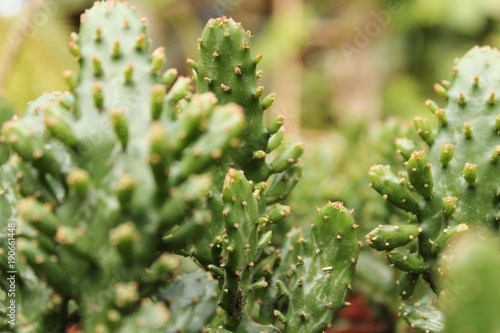 Cactus Euphorbia in the garden