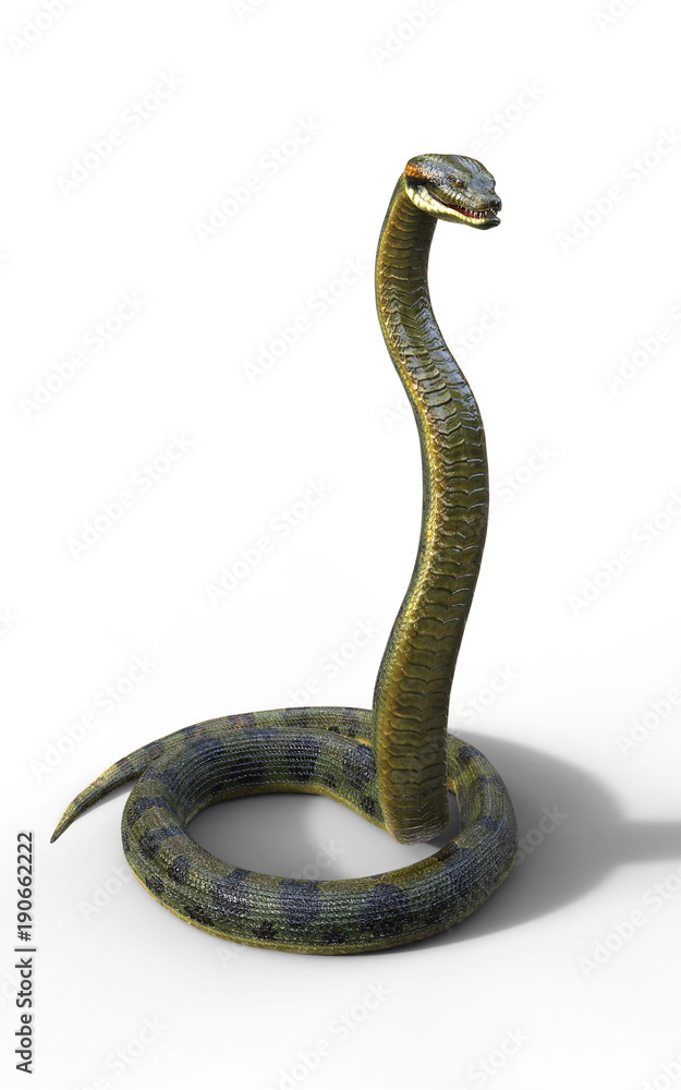 Fototapeta premium 3d Illustration Anaconda, Boa Constrictor The World's Biggest Venomous Snake Isolated on White Background, 3d Rendering