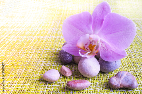 Flower purple orchids on stones in the Spa.