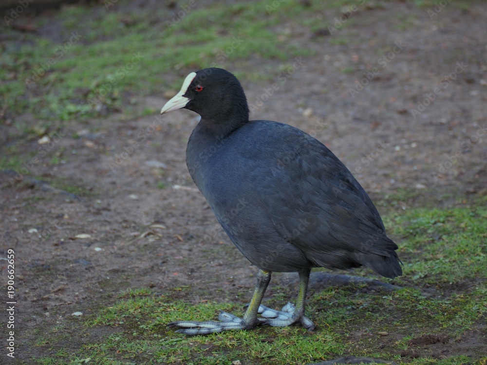 Obraz premium Coot