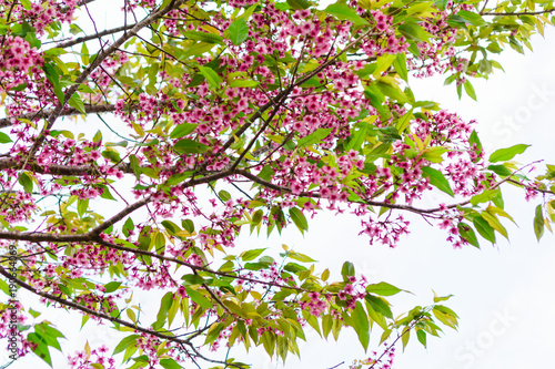 Beautiful pink cherry blossom  Prunus cerasoides