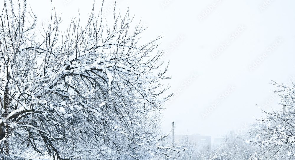 branches covered with snow, winter branches covered with snow, winter