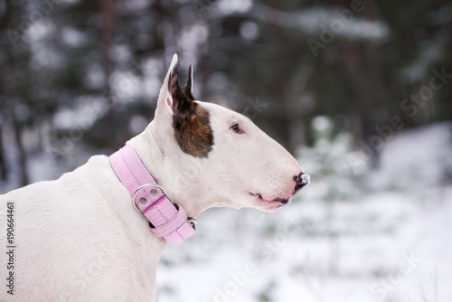 english bull terrier dog outdoors in winter