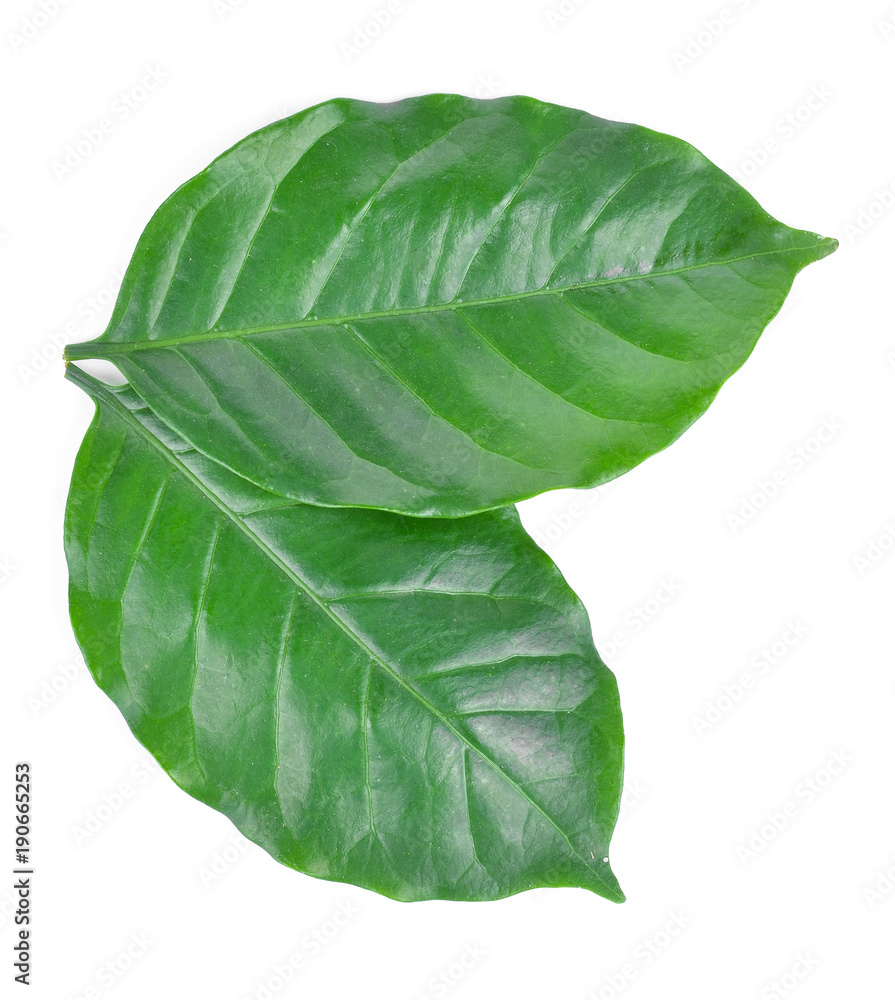 Green coffee leaves isolated on a white background. Green coffee leaves isolated on a white background.
