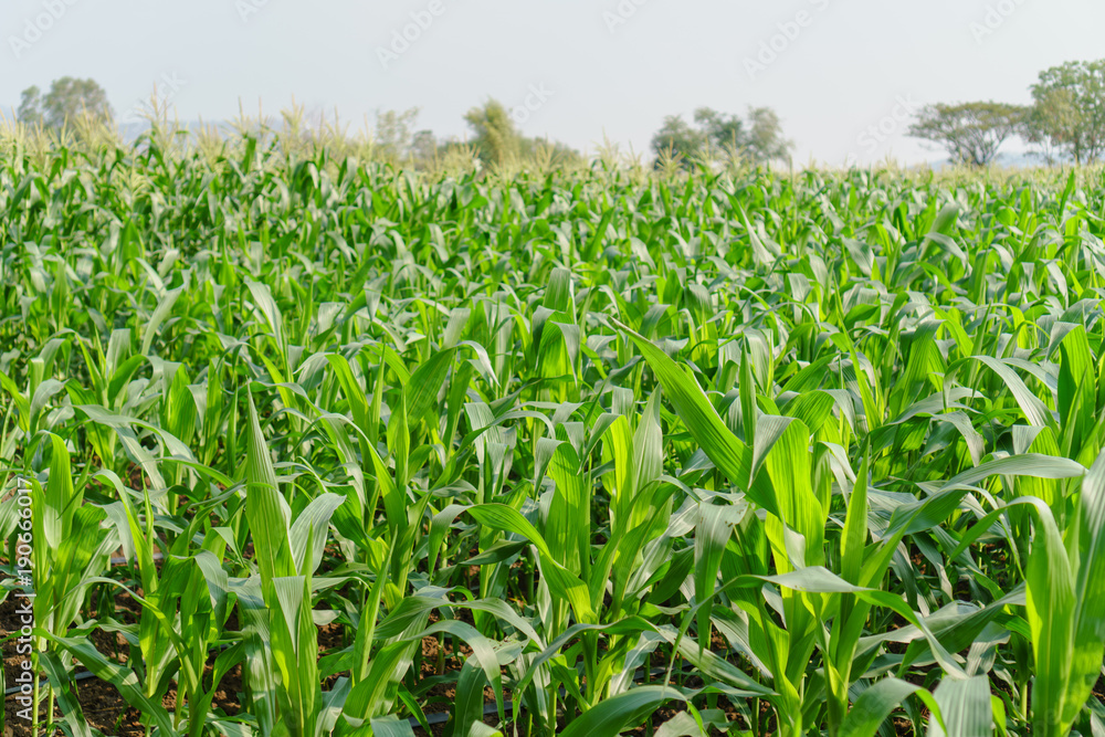 Green leaves of young corn in the field Green leaves of young corn in the field