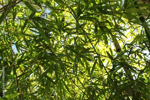 Fotografie Forest of bamboo leaves