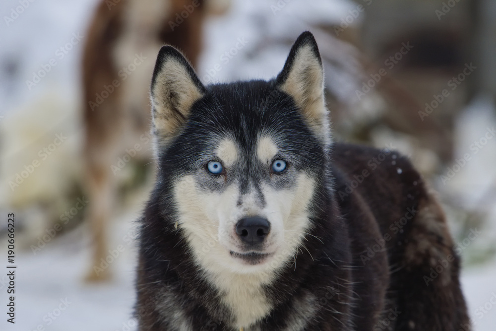 Siberian Husky dog portrait