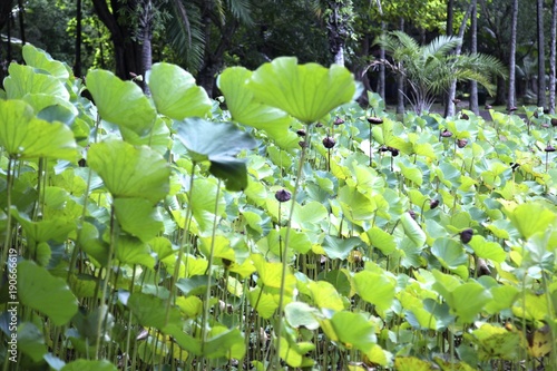 Botanischer Garten, Mauritius, Afrika photo