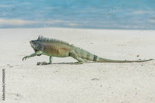 Green iguana walking the sand, Guadeloupe
