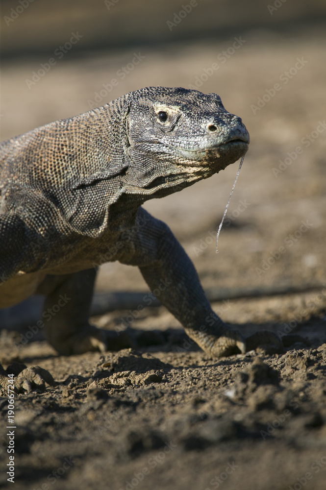 Obraz premium Dragon de Komodo