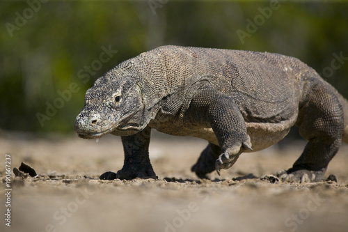 Dragon de Komodo © laurent