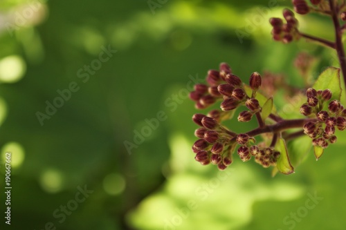 Wallpaper Mural Colorful Senecio Petasitis flowers in the garden Torontodigital.ca