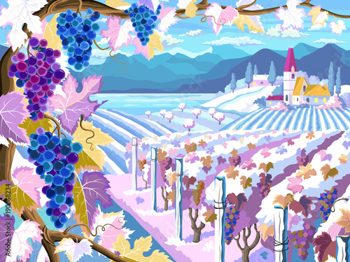 Vineyard and grapes bunches. Winter season landscape