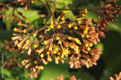 Colorful Senecio Petasitis flowers in the garden