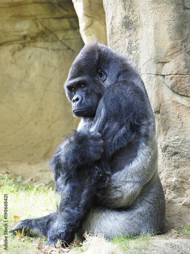 Portrait of a Male SilverBack Gorilla Sitting