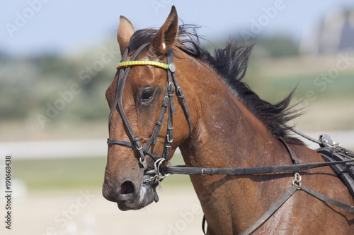 cheval de course © laurent