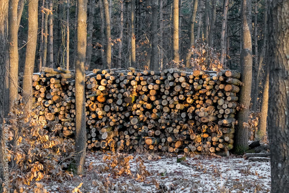 Obraz premium Woodpile in the frorest in wintertime