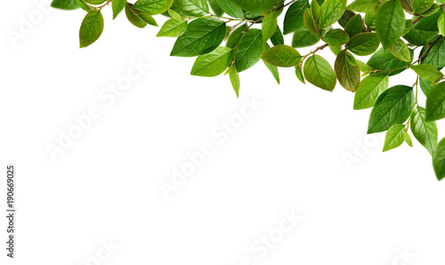 Green spring leaves for top...