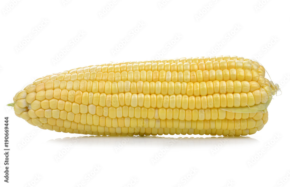 fresh corns on white background fresh corns on white background