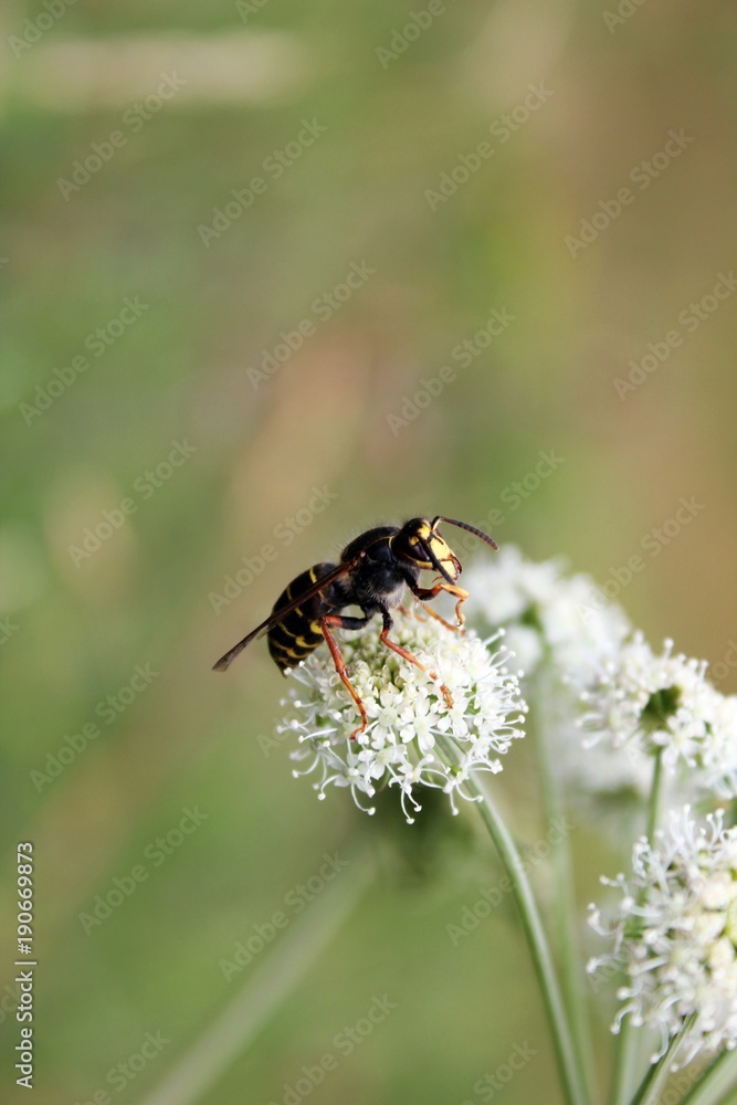 Wasp Wasp