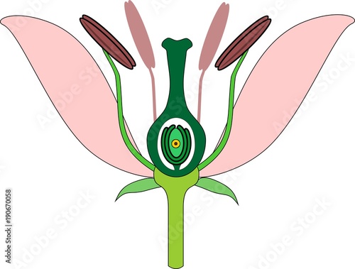 Parts of flower